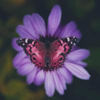 Jenni Rivera: Warrior Butterfly